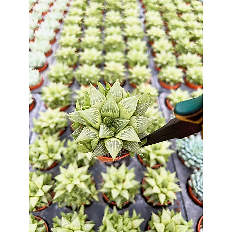 Haworthia “ Crystal “( บัวแก้วสีเขียวอ่อน )