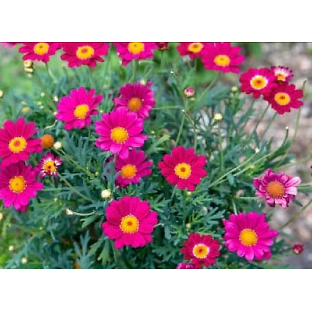 เดซี่🪴Daisy ปารีส🌹สีบานเย็น🙏พร้อมส่ง🪴แบบถุงดำ