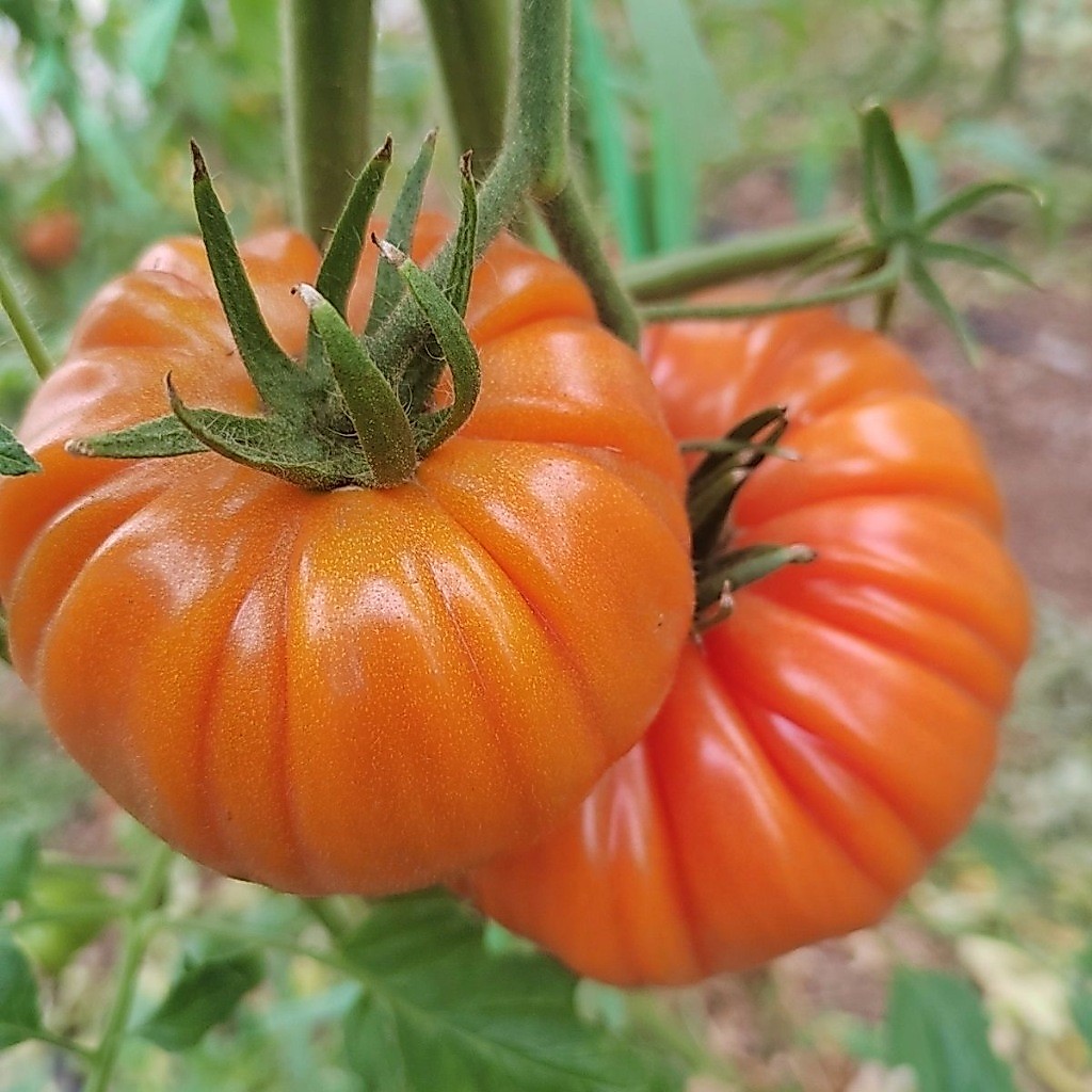 เมล็ดพันธุ์ มะเขือเทศ คอสโตลูโต ( Pearl Tomato Seeds) บรรจุ 200 เมล็ด คุณภาพดี ของแท้ 100%-F1 Seeds