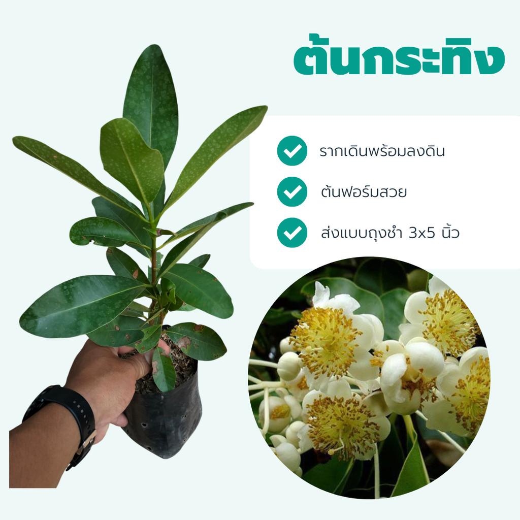 ต้นกระทิง ไม้หอม ยืนต้น ไม้ประดับทรงสวย ใบเงาเรียบหรู เสริมบารมี พร้อมปลูกในกระถาง