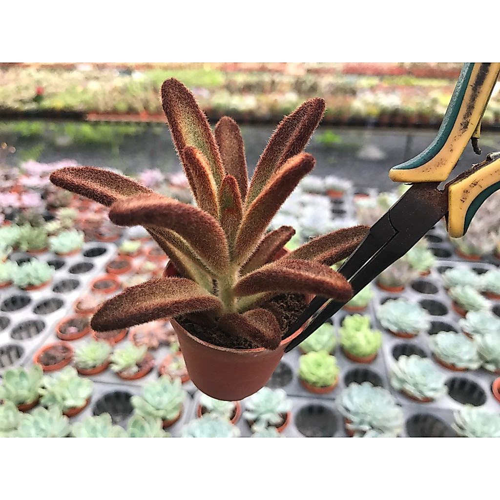 Kalenchoe tomentosa chocolate Soldier  red color