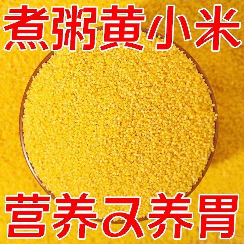 Shanxihuang Xiaomi ข้าวไขมันพิเศษตามฤดูกาล Xiaomi Congee Xiaohuang ข้าวคุณภาพสูงใหม่ข้าวพื้นที่ภูเขา