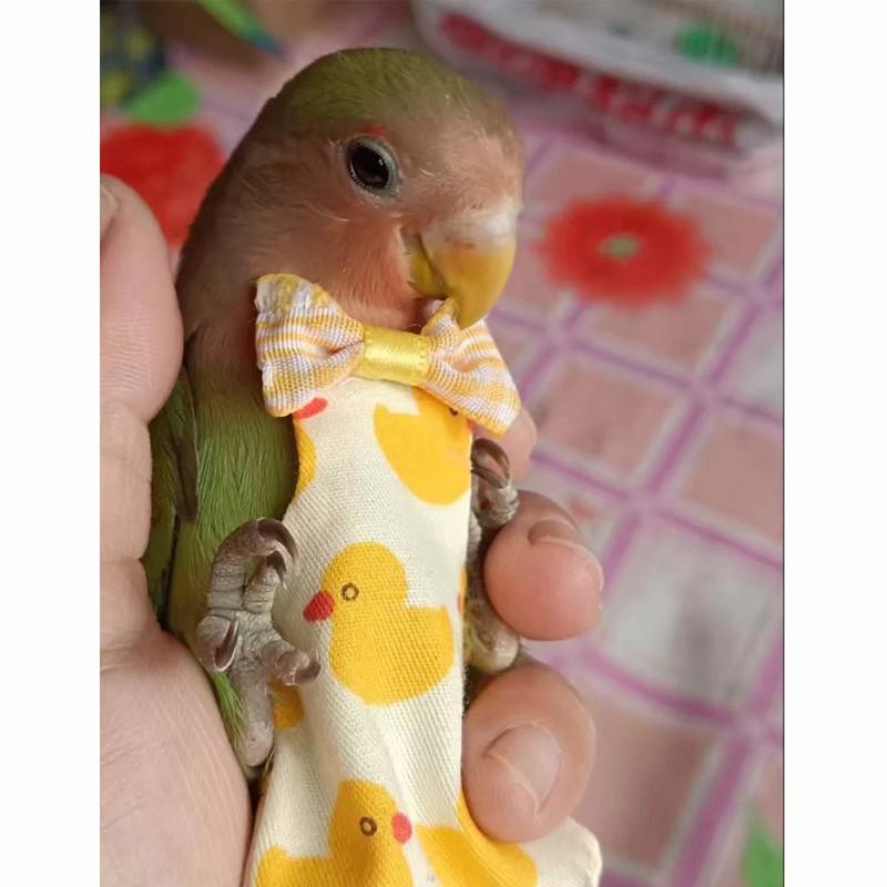 เสื้อผ้าอ้อมขนาดกลางขนาดกลางสําหรับนกแก้ว ชุดผ้าอ้อมขนาดใหญ่สําหรับนกแก้วนกพิราบสำหรับนกทุกสายพันธุ์ - รูปที่ 4