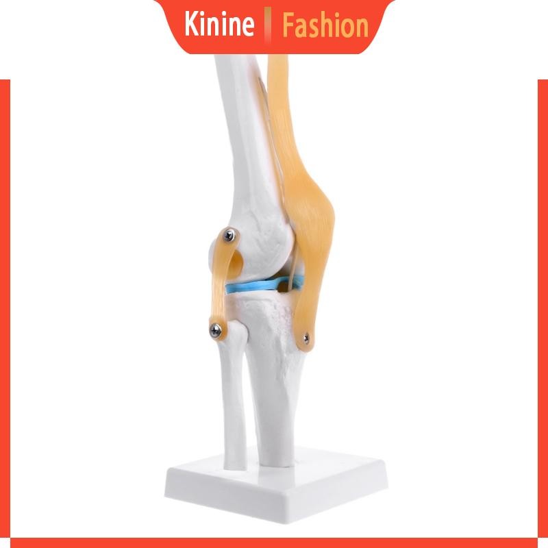 KIN Human Anatomical Knee Joint ยืดหยุ่นโครงกระดูกรุ่น Medical Learning Aid Anatomy