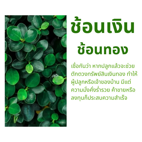 ต้นช้อนเงินช้อนทอง กระถางขาว 3 นิ้ว  ต้นไม้มงคล ชื่อเป็นมงคล ไม้มงคล