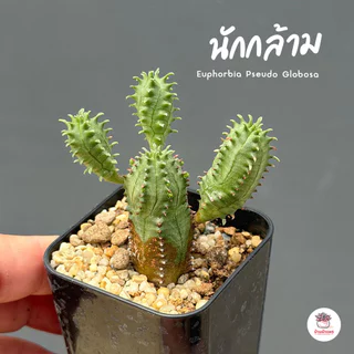 รวมยูโฟเบีย Mix Euphorbia แคคตัส กระบองเพชร ไม้อวบน้ำ cactus&succulent