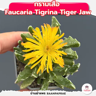 รวมกุหลาบหินและไม้อวบน้ำ หลายสายพันธุ์ ส่งทั้งกระถาง cactus&succulent