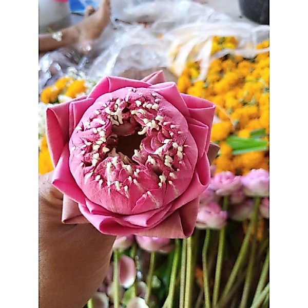 ดอกบัวฉัตร10ดอก100บาท(ตัดสด)