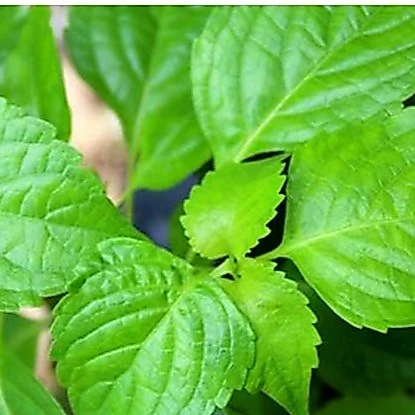 ยี่หร่า📌ถูกที่สุด10บ.📌เมล็ดพันธุ์ยี่หร่า10 เมล็ด☘️หอมแรง ☘️ปลูกง่ายขึ้นไว☘️ใบดก