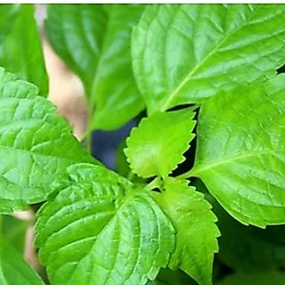 ยี่หร่า📌ถูกที่สุด10บ.📌เมล็ดพันธุ์ยี่หร่า10 เมล็ด☘️หอมแรง ☘️ปลูกง่ายขึ้นไว☘️ใบดก
