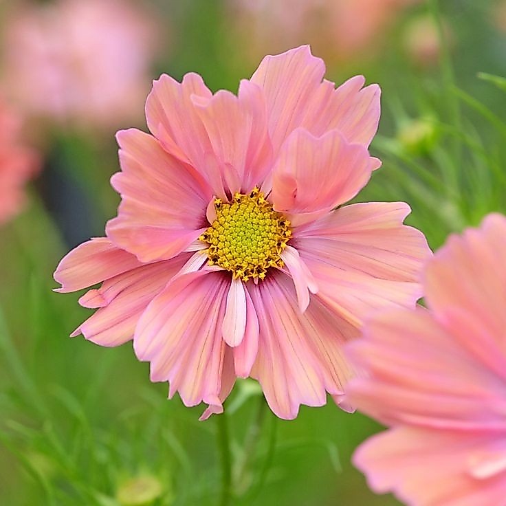 100 เมล็ด ดาวกระจาย คำเมืองไหล คอสมอส ดาวเรืองพม่า Cosmos Seeds ดอกสีรุ้ง