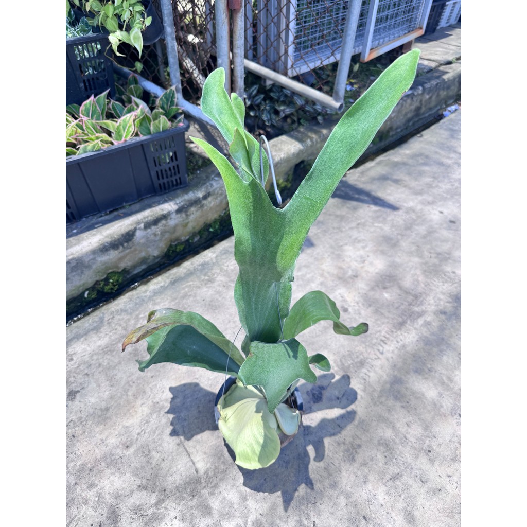 มุมมอง 3