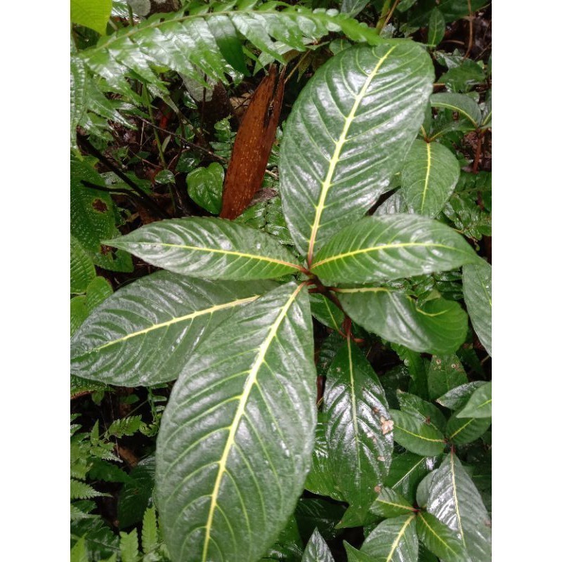 HEBOH GERBA LEAVES 500 กรัม NY SPL