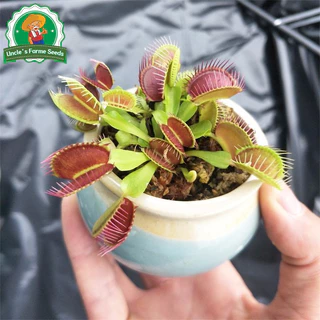 50เมล็ด/แพ็ค ไม้กินแมลง กาบหอยแครงปากแดง (Venus Flytrap) Potted Insectivorous Dionaea Muscipula Giant Clip Flytrap Plant