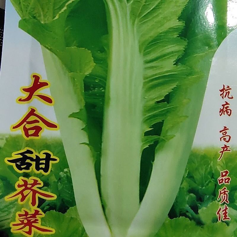 现货大合甜芥菜种子芥菜蔬菜种子四季秋播芥菜种子叶子青菜种子甜芥菜Dahe Sweet Mustard Seed Mustard Vegetable Seed Four Seasons20260615