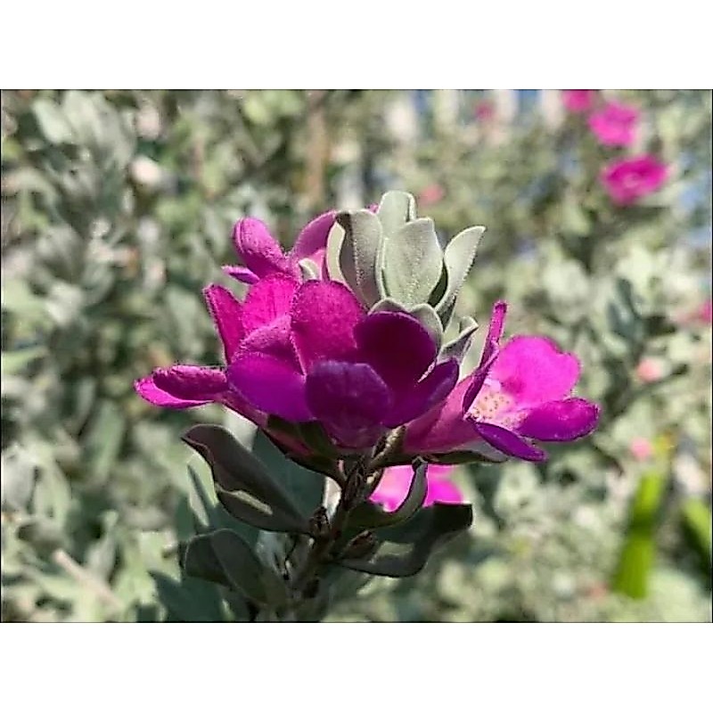 ดอกนีออนสีม่วงเข้ม1ต้นถุงดำไม้ประดับไม้ดอก