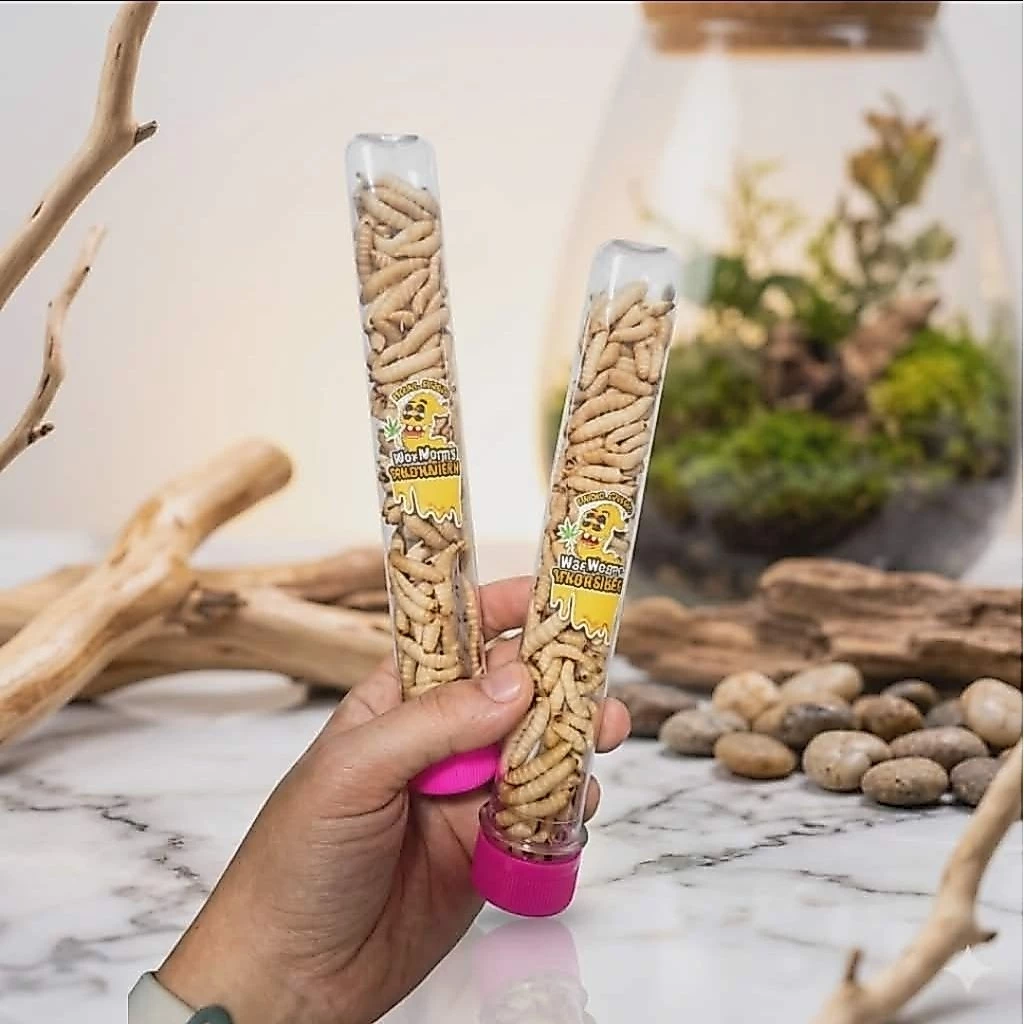 หนอนแว๊กซ์ฟรีซดราย 20 กรัม สำหรับชูการ์ เม่นแคระ ลิง กระรอก แฮมสเตอร์ บุชเบบี้