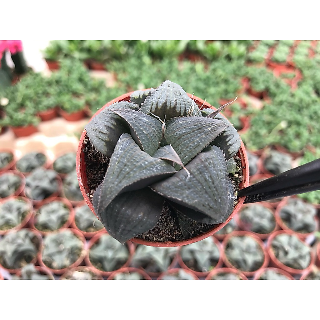 Haworthia Ice slender