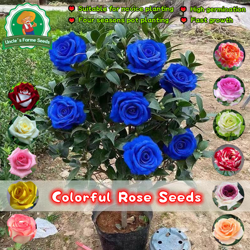 เมล็ดพันธุ์ ดอกกุหลาบ บรรจุ 80 เมล็ด คละสี Colorful Rose Seeds for Planting Fragrant Rose Flower Seeds for Gardening