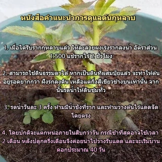 🌹รากกุหลาบหลายเฉดสี ส่งพร้อมรากสด มีหน่อแล้ว บานดอกตลอดปี ปลูกในกระถาง/สวนได้ งอกง่าย