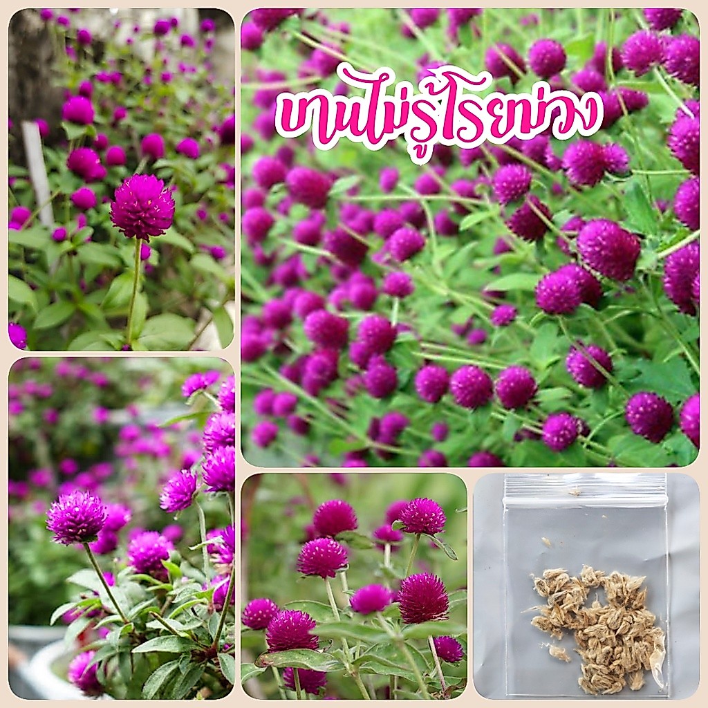 เมล็ดดอกบานไม่รู้โรยสีม่วง 70 เมล็ด​