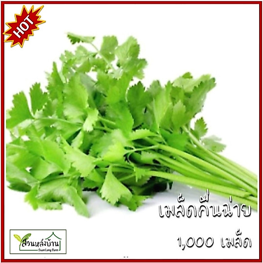 1,000 เมล็ด คื่นฉ่าย เมล็ดคื่นฉ่าย ขึ้นช่าย เมล็ดขึ้นช่าย ขึ้นฉ่าย ตั้งโอ๋ เมล็ดตั้งโอ๋