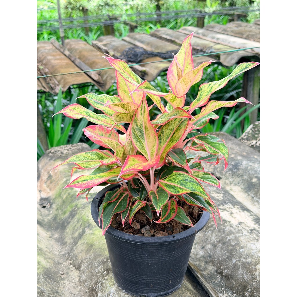 มุมมอง 4