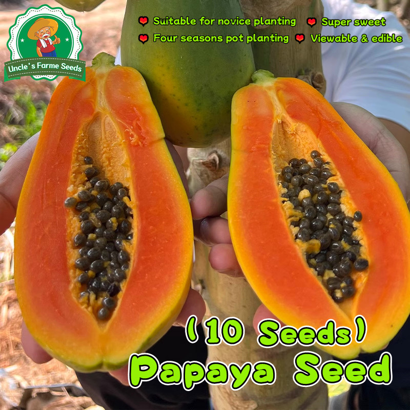 10 เมล็ด เมล็ดมะละกอฮอลแลนด์ Sweet Papaya Seeds for Planting Bonsai Papaya Plant Seeds เมล็ดพันธุ์ผล