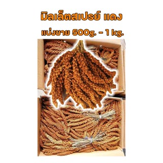 มิลเล็ตสเปรย์ แดง เกรดA พร้อมส่ง !! สำหรับนกนานาชนิดและแฮมเต…