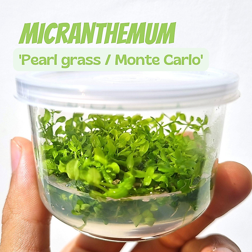 เพิร์ลกราส (เนื้อเยื่อ) – Monte Carlo / Pearl Grass (TISSUE CULTURE) ต้นไม้น้ำ