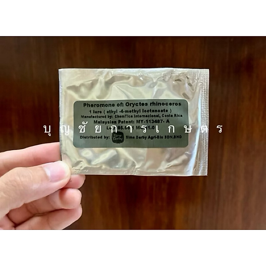 ฟีโรโมนล่อด้วง ด้วงมะพร้าวและด้วงแรด ศัตรูมะพร้าว และปาล์มน้ำมัน
