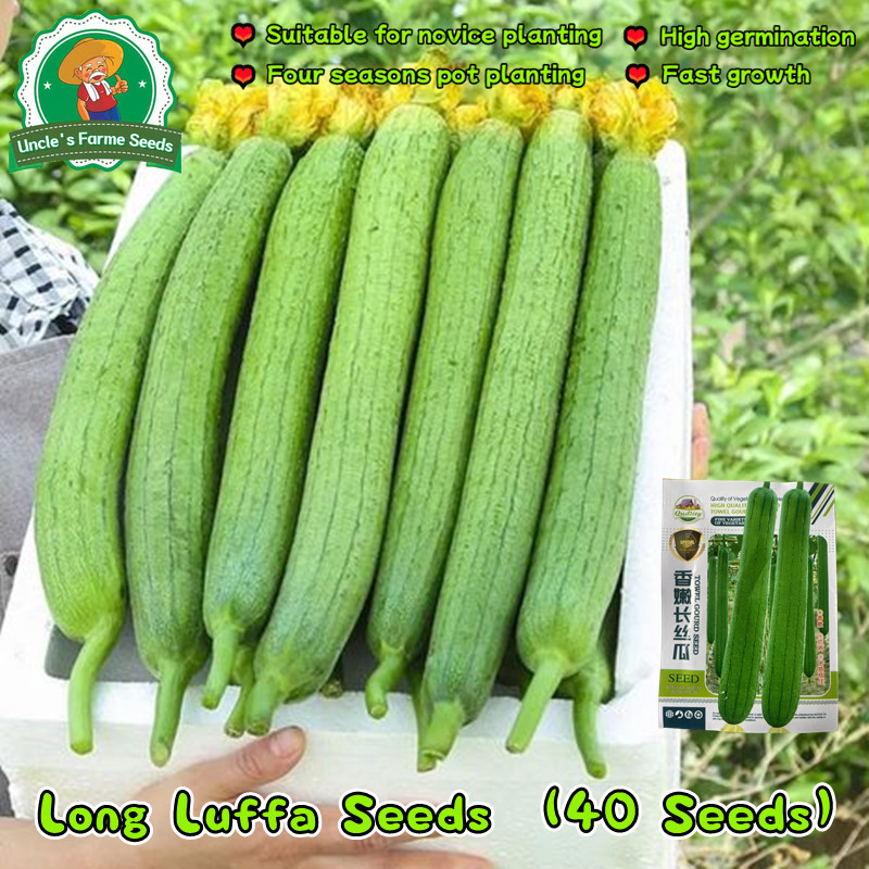 เมล็ดพันธุ์ บวบหอมยาว งอกง่าย 40เมล็ด/ซอง บวบหอม สายฟ้า High Yield Long Luffa Seeds for Planting Vegetables Plant Seed