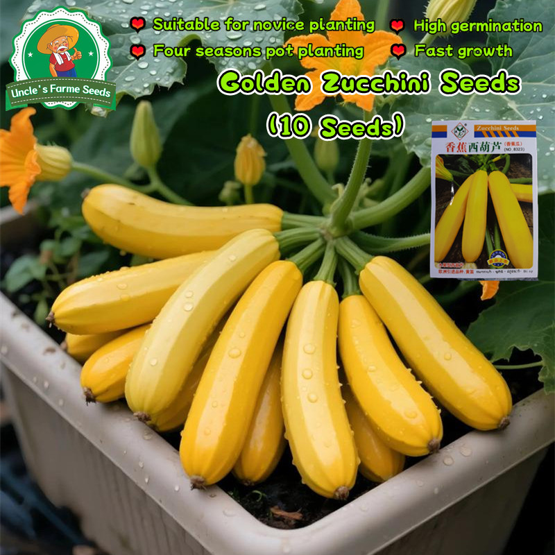 เมล็ดพันธุ์ ซูกินีเหลือง 10เมล็ด Golden Zucchini Squash Seeds Bottle Gourd Vegetable Seeds เมล็ดพันธ