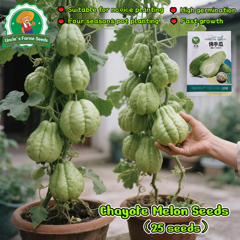 25 เมล็ด/แพ็ค เมล็ดพันธุ์ ชะโยเต้ High Yield Chayote Seeds for Planting Chayote Melon Seeds Organic Vegetables Seeds