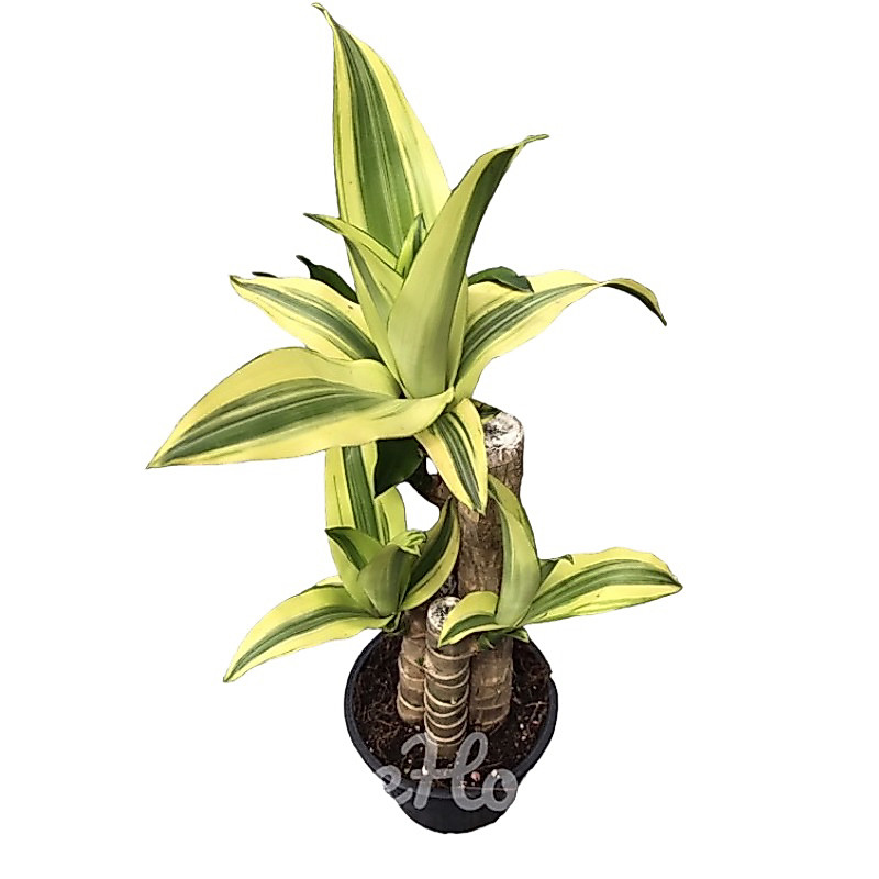 รอบใบ20/6/26#ต้นวาสนาอธิษฐาน ต้นวาสนา กระถางดำปรกติ  100-130cm( Dracaena fragrans(L.) Ker Gawl. กระถางดำ11นิ้ว