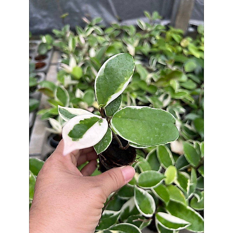 Hoya camphorifolia โฮยาน่าเลี้ยง ดอกสีชมพูหวาน สวยมาก จัดส่งในกระถาง 1 นิ้ว