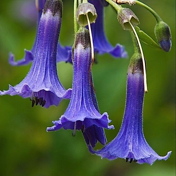 15 เมล็ด ดอกแตรนางฟ้า ดอกลำโพง Angel of Trumpet Brugmansia species สายพันธุ์ Blue Mini Angel Trumpet