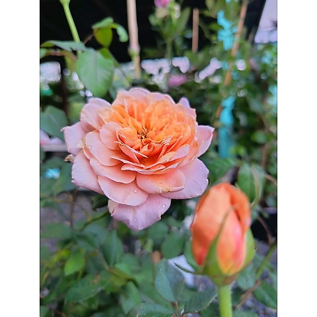 กุหลาบสวยๆ (ตระกร้าพิเศษ)