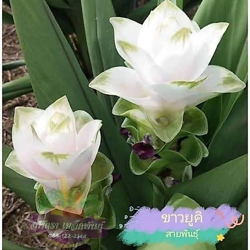 ดอกปทุมมาสีขาว พันธุ์ ยูคิ 1 หัว 50.- บาท