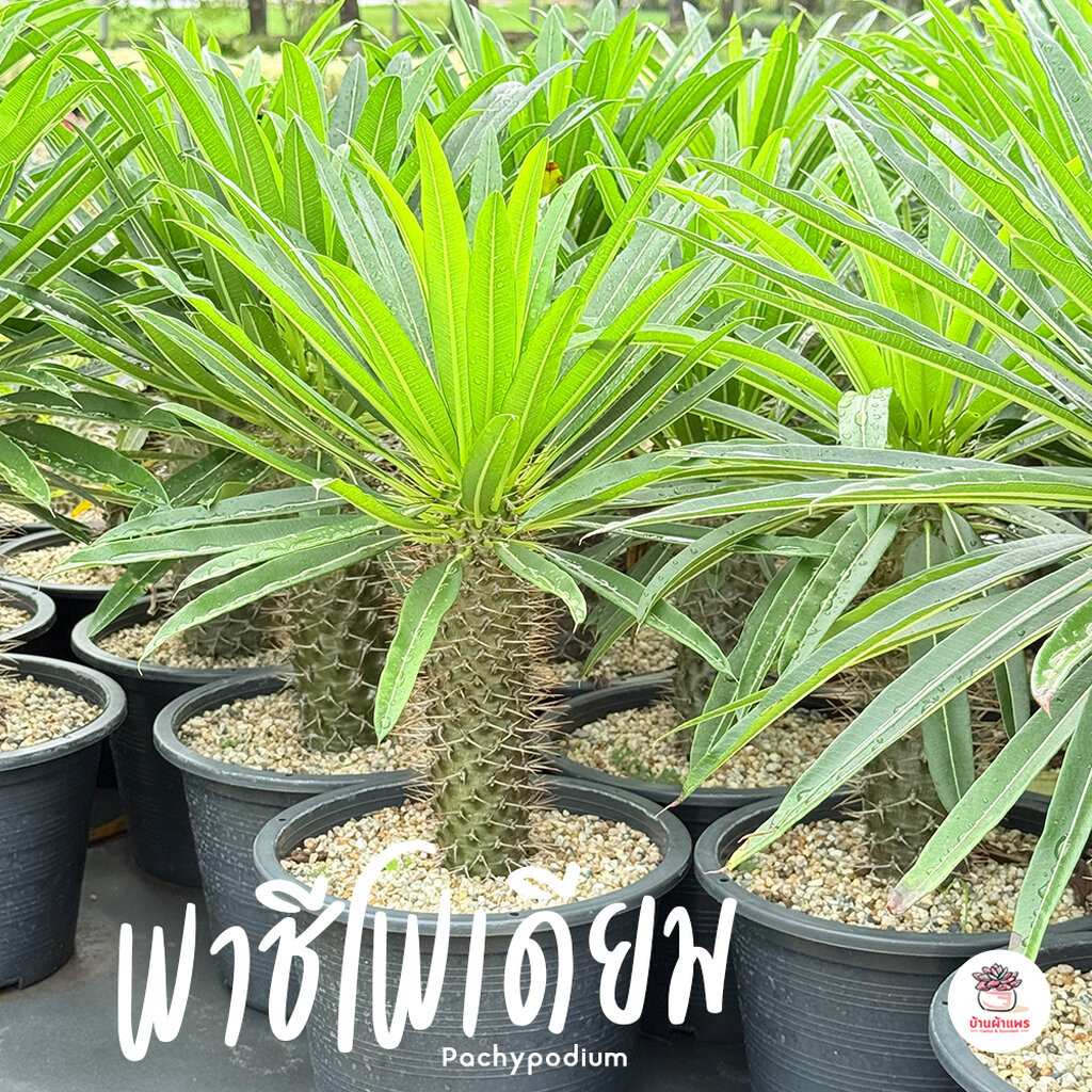 พาชีโพเดียม ลาเมอริไอ เกยี่ Pachypodium Lamerei Geayi ต้นปาล์มแห่งมาดากัสการ์ ไม้จัดสวน ไม้อวบน้ำ กุหลาบหิน Cactus&Su...