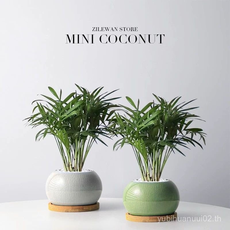 Pocket Coconut Desktop Flower Potted Plant Indoor Office Plant พืชสีเขียว Purification Lazy Air Good