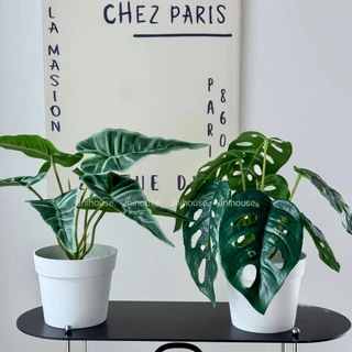 [พร้อมส่ง] Jnihouse : ต้นไม้ประดิษฐ์เล็กกระถางขาว พลูฉลุ อโลคาเซีย (Artificial Tree)(SW001)