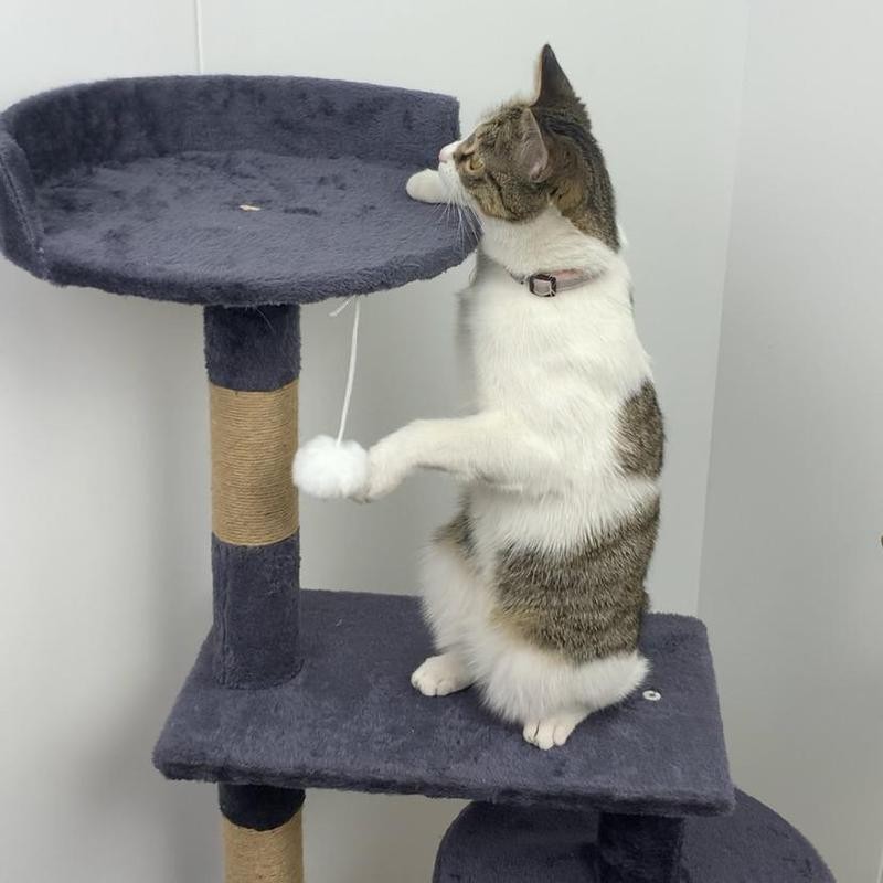 คอนโดแมวผ้ากำมะหยี่ กรอบปีนแมว คอนโดแมว เสาลับเล็บแมวได้  มัลติฟังก์ชั่น ของเล่นแมว ทนต่อการขีดข่วน 