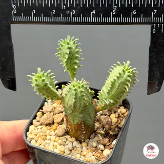 ยูโฟเบียนักกล้าม Euphorbia Pseudo Globosa แคคตัส กระบองเพชร cactus&succulent