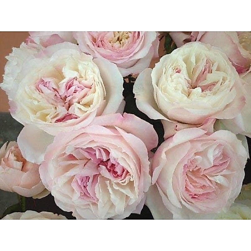 กุหลาบ-เคียร่า ”Keira“  สีขาวครีม-ขาวครีมอมชมพู-ขาวแซมชมพู ดอกใหญ่ เป็นช่อ มีกลิ่นหอม