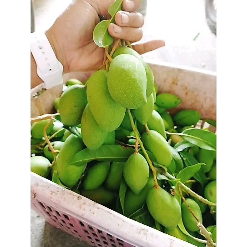 มะม่วง​พิมเสนเบาสด​1​กิโล​(สินค้า​เสียหาย​สามารถ​แจ้งเคลม​หรือ​กด​คืนเงิน​ได้เล​ยนะคะ)​