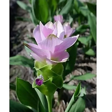 หัวพันธ์ ดอกปทุมมา ชื่อสายพันธุ์เชียงใหม่พิงค์ 1 หัว 50 บาท