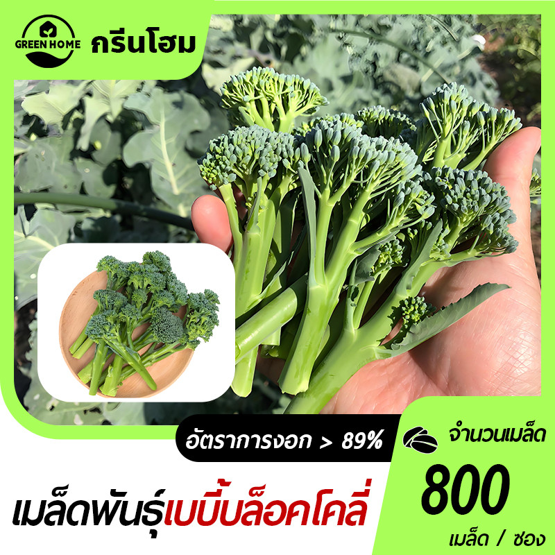 เบบี้ บล็อคโคลี่🎯เมล็ดพันธุ์เบบี้ บล็อคโคลี่ 800 เมล็ด🍀ปลูกง่าย🌿ดอกดก👍ทานอร่อย