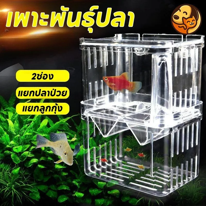 กล่องแยกปลา ตู้เพาะพันธุ์ปลา 2 ช่อง กล่องคลอดลูกปลา ตู้ปลาใส 2 ขนาด thumbnail 10