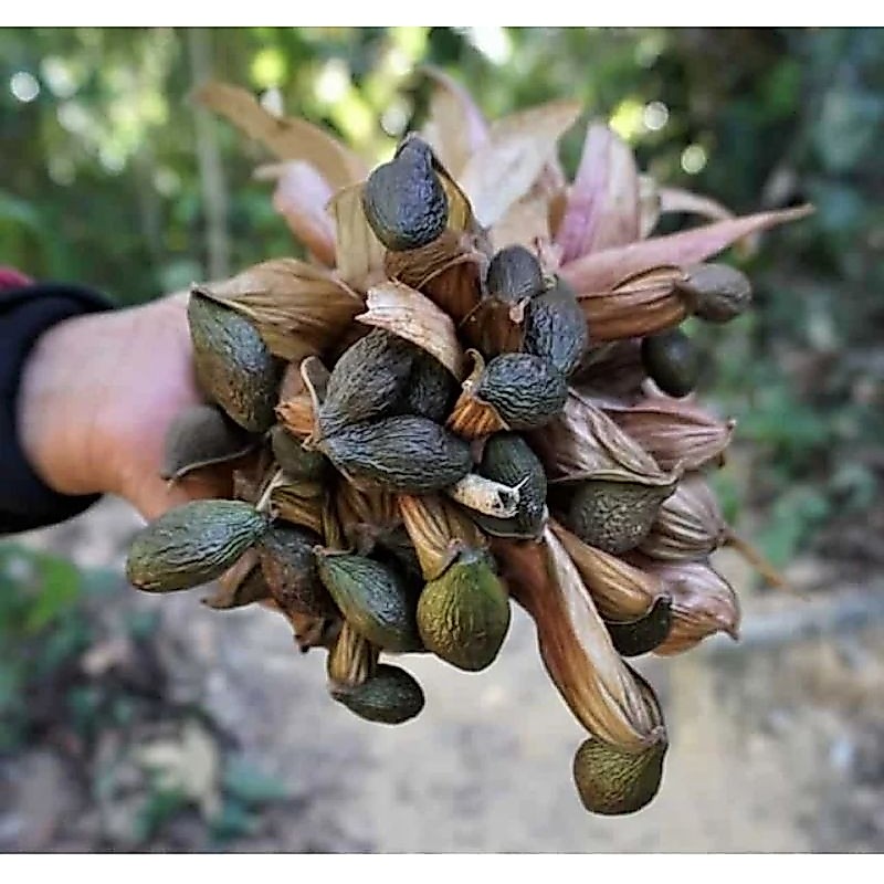 เม็ดสำรองแห้ง จ.ระยอง ปี68 อบแห้ง สามารถเก็บได้เป็นปี ไม่มีแมลงกัน)คีโตทานได้
